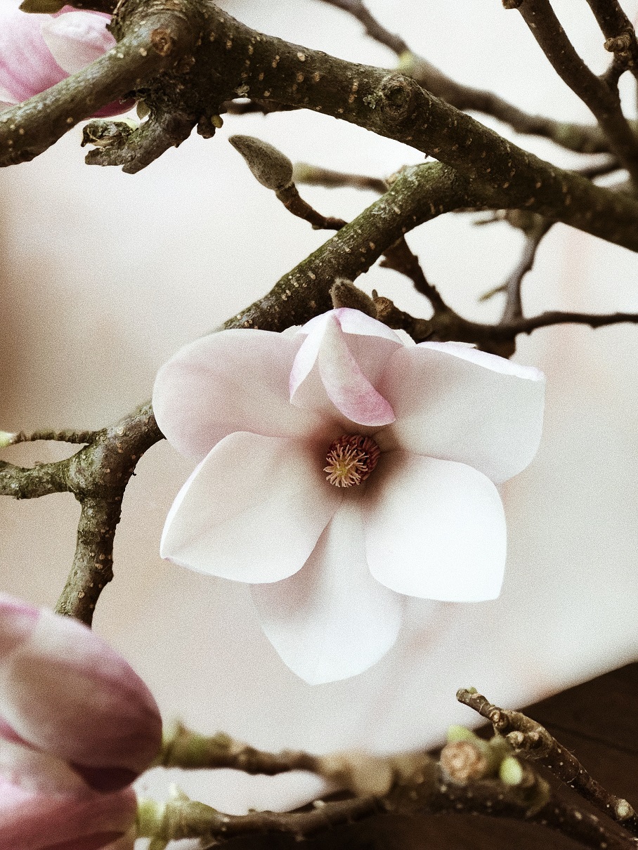 Hanami – Das Kirschblütenfest